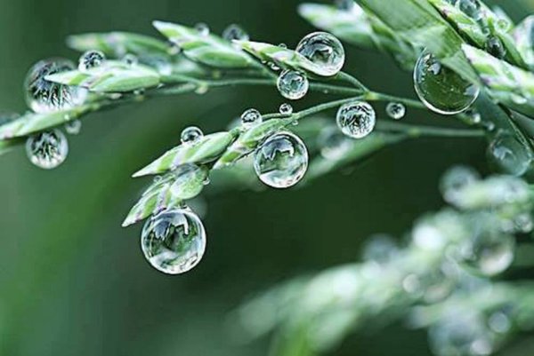 С добрым утром с каплями росы