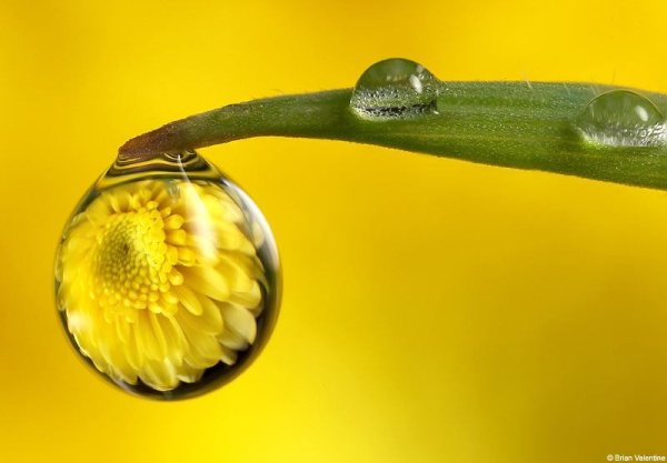 С добрым утром капли росы