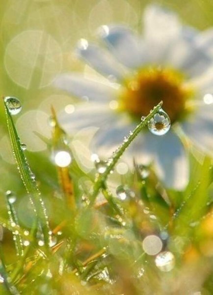 Утро природа роса