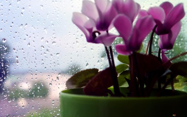 Подоконник с цветами