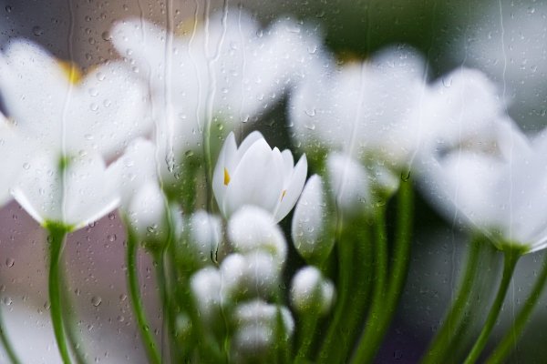 Красивые подснежники