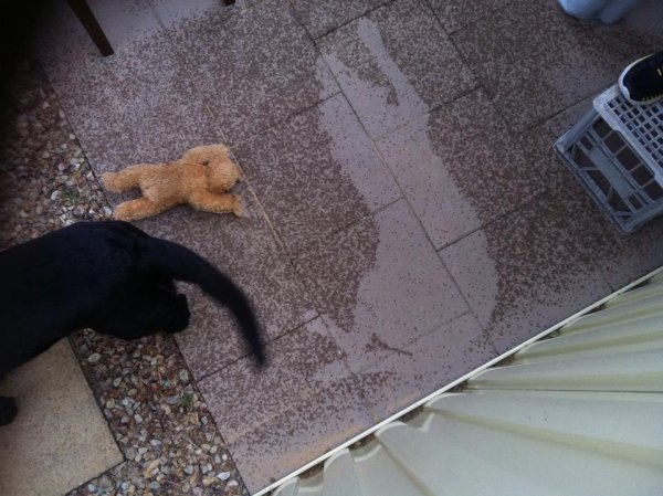 Надоел дождь смешные