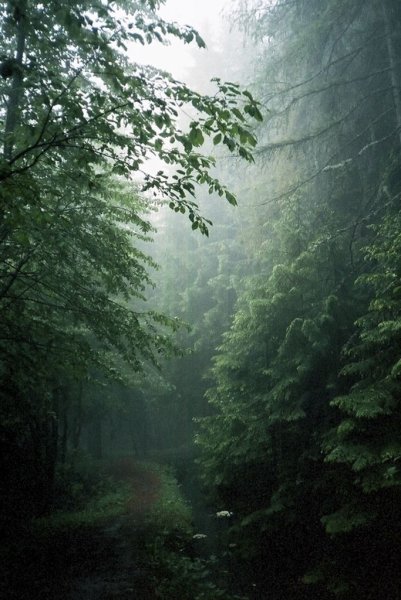 Мрачный лес
