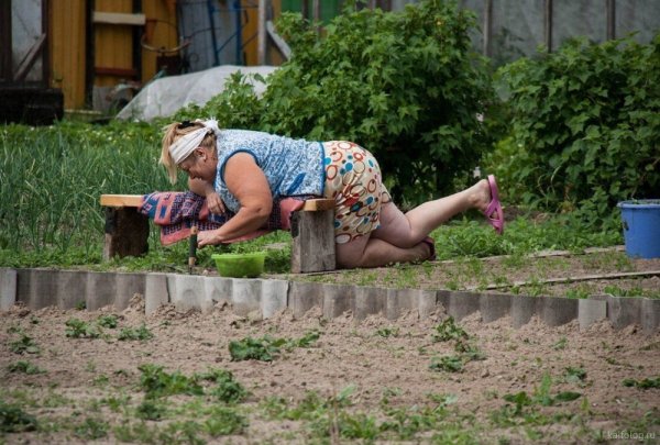 Бабка на грядке