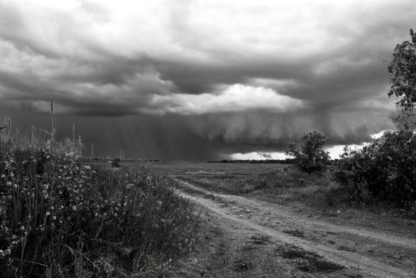 Природа после войны