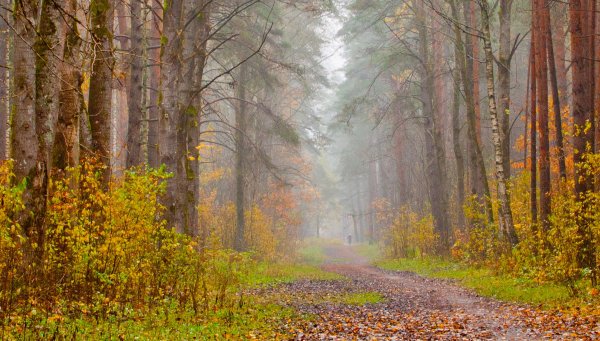 Дождь в осеннем лесу