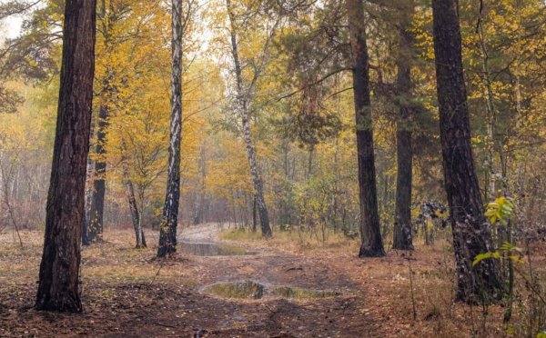 Дождь в осеннем лесу