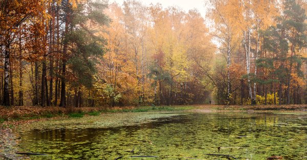 Красивый лес в Дожде осенью