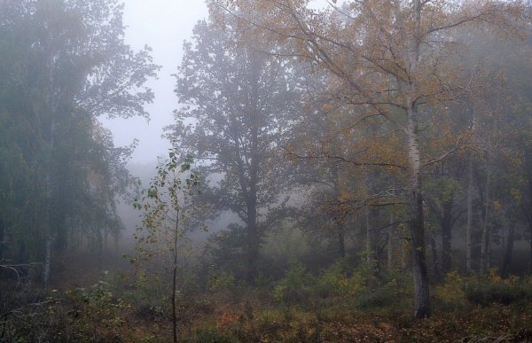 Дождь в осеннем лесу