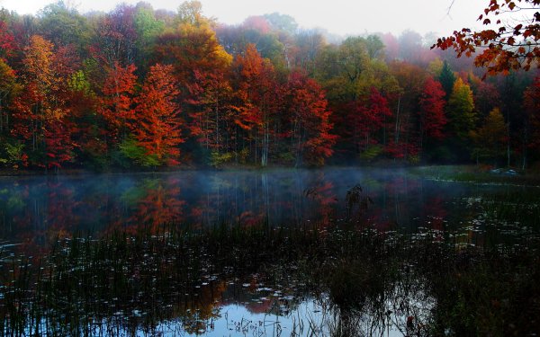 Осенний лес с озером