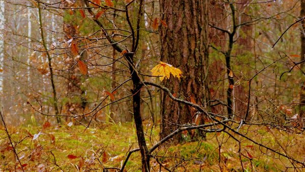 Поздний листопад