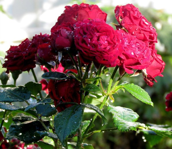 Розы после дождя