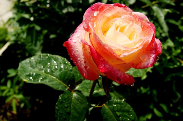 Розы после дождя фото