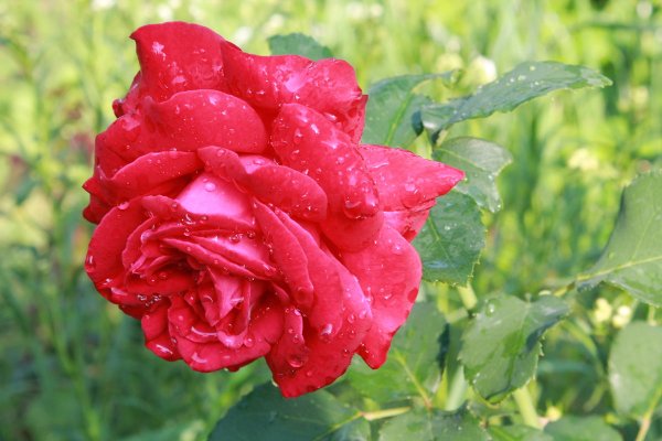 Розы после дождя