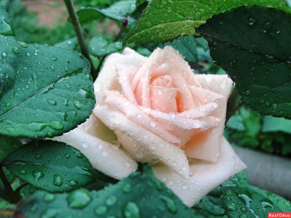 Розы после дождя