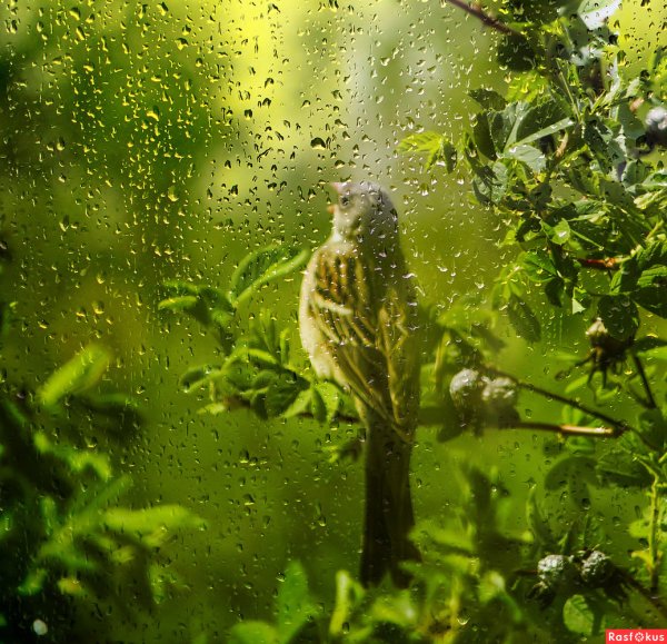 Птицы в дождливом лесу