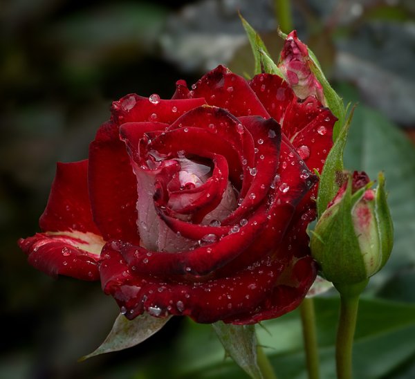 Розы после дождя