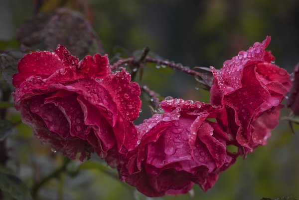 Розы после дождя