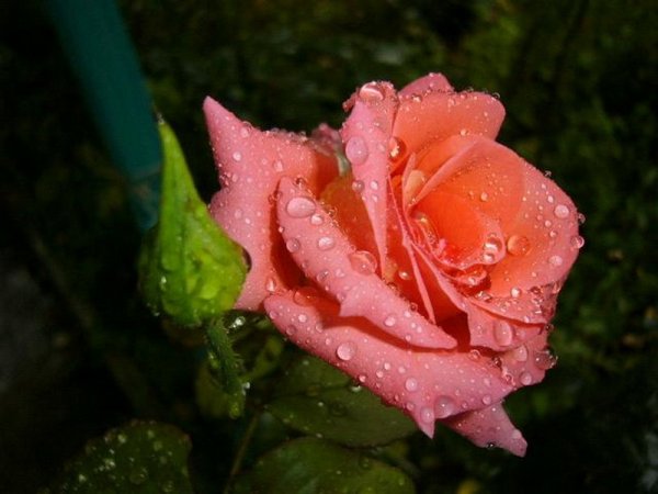 Розы в каплях дождя