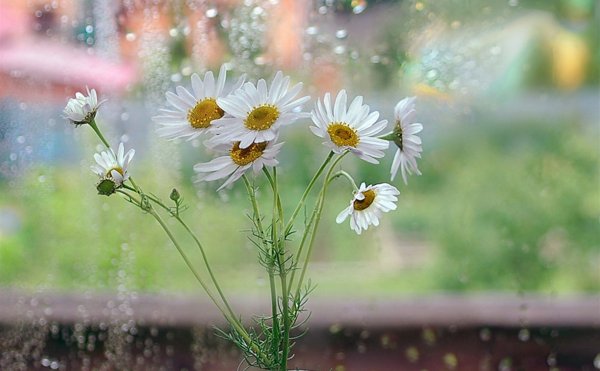 Дождливое летнее утро