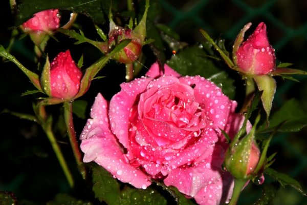 Роза в каплях на кусте