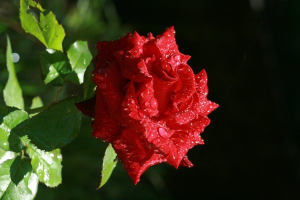 Розовый куст после дождя