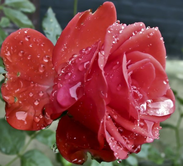 Розы после дождя