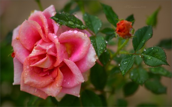 Розовая роза после дождя