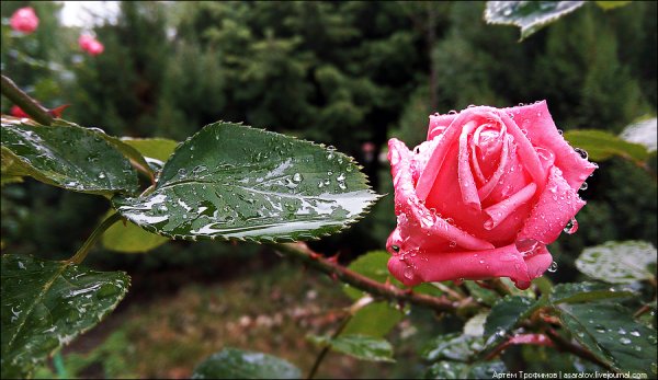 Розы под дождем живые