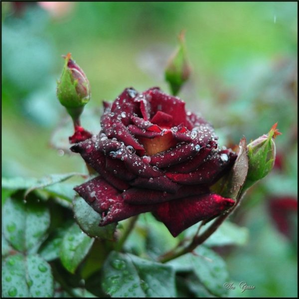 Розы под дождем