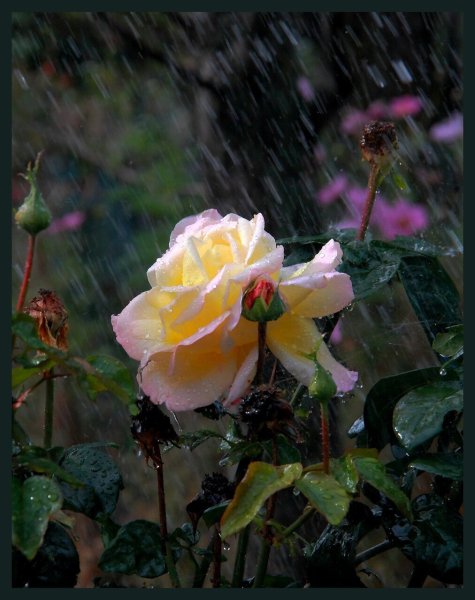 Цветы под дождем