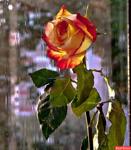 Осенняя роза прекрасна