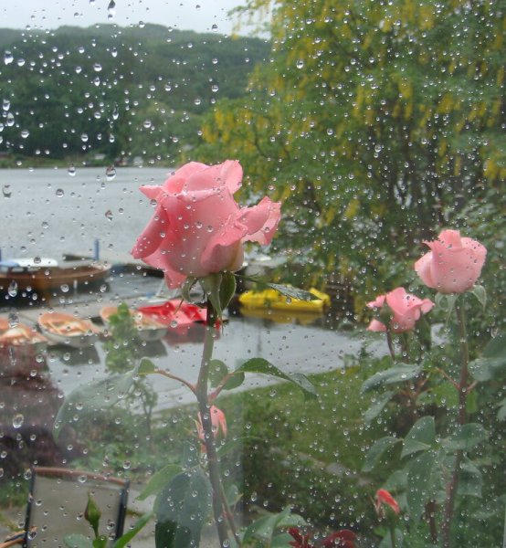Розы под дождем