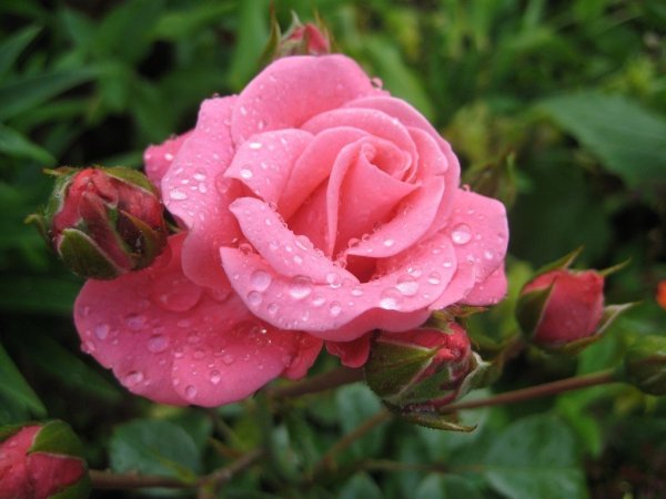 Розовая роза после дождя