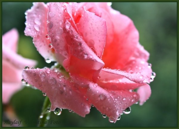 Утренняя роса на цветах