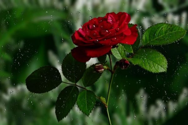 Розы на снегу