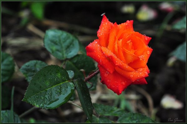 Розовые оранжевые розы после дождя