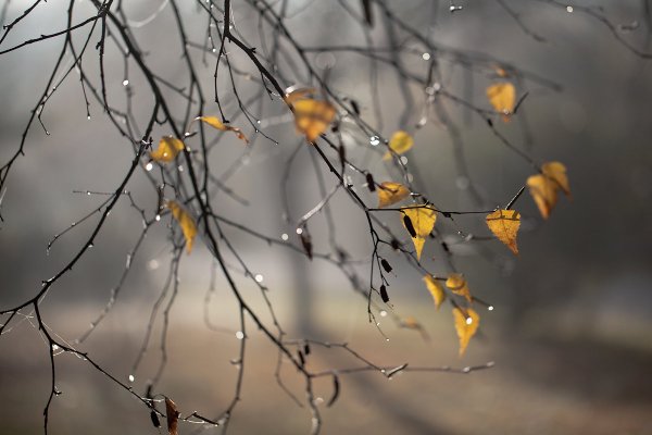 Поздняя осень дождь