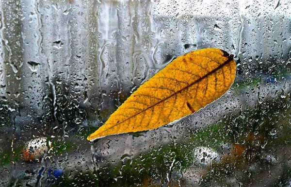 Осень дождь грусть