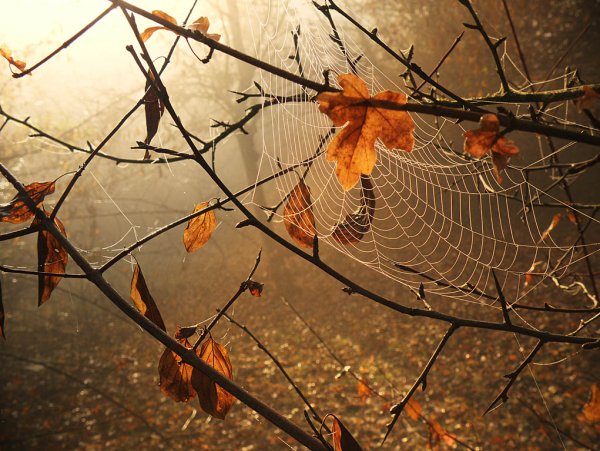 Паутина в осеннем лесу
