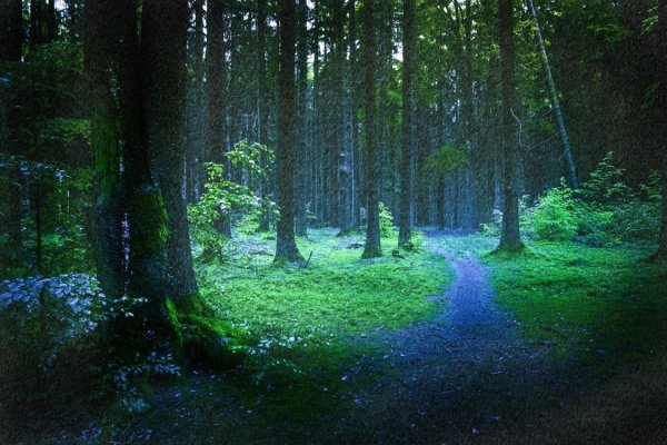 Красивый лес после дождя