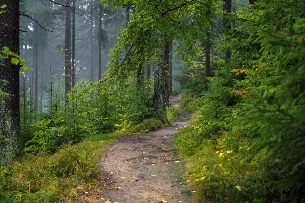 Гырбовецкий лес