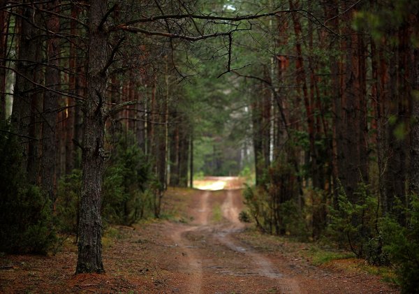 Дождливый лес