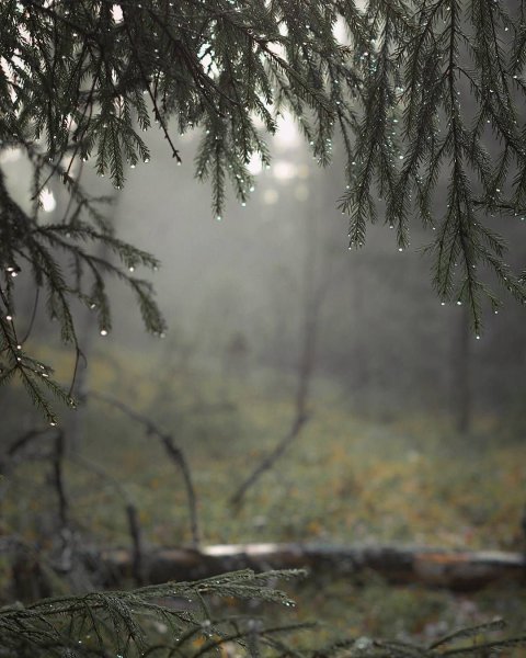 Дождь в лесу