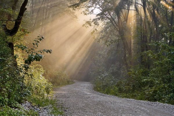 Дорога в лесу