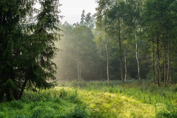 Смешанный Уральский лес опушка