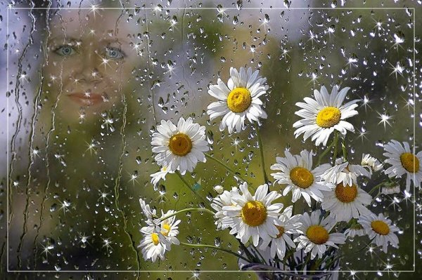 Ромашки и дождь