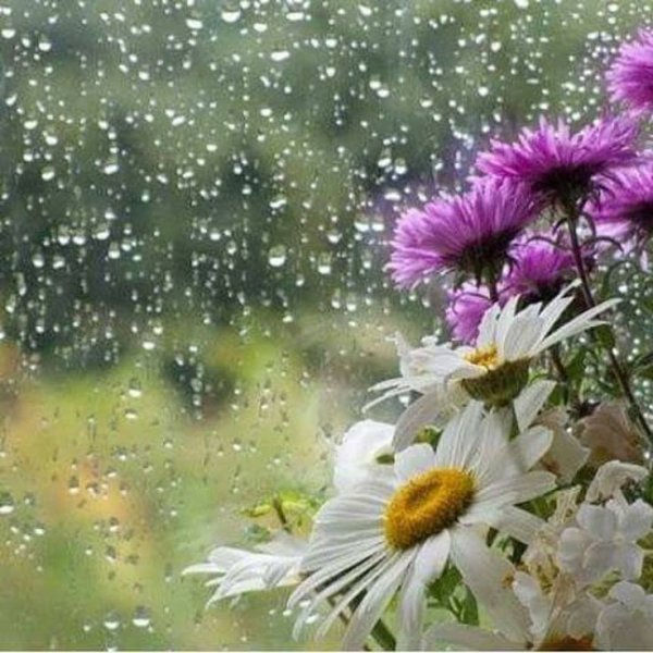 Дождливое летнее утро