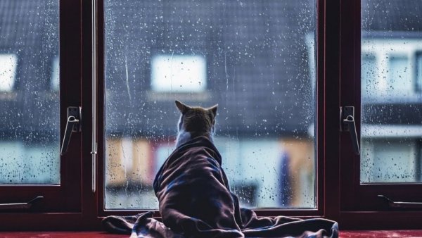 Холод котики