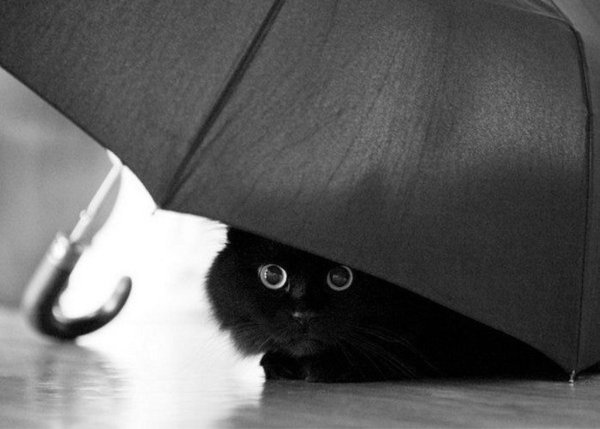 Кошка под зонтом